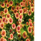 18usd Ngryise 3000pcs Gaillardia aristata seed