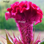 18usd Ngryise 3000pcs    annual and biennial flower seed