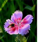 light pink 18usd Ngryise 3000pcs   Dianthus chinensis seed