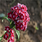 18usd dark red double petal Ngryise 3000pcs   Dianthus chinensis seed