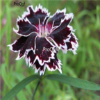 18usd black with white edge Ngryise 3000pcs   Dianthus chinensis seed