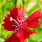 18usd dark red Ngryise 3000pcs   Dianthus chinensis seed