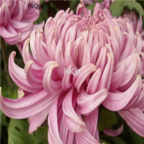 18usd Ngryise 500pcs  Dendronthema morifolium seed