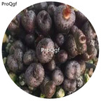 180usd Ngryise 30Pcs A Set  Conophytum comptonii SH.312 85 Matsikamma flower seed