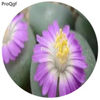 180usd Ngryise 30Pcs A Set  Conophytum ernstii Sandberg Seed
