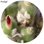 180usd Ngryise 30Pcs A Set  Conophytum stephanii helmutii Flower Seed