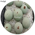 180usd Ngryise 30Pcs A Set  Conophytum Vanzylii SB1102 RARE Seed