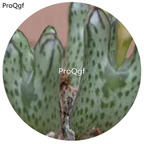 180usd Ngryise 30Pcs A Set  duorou Conophytum turrigerum Flower Seed