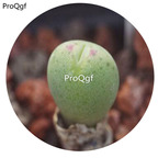 180usd Ngryise 30Pcs A Set Conophytum altum Flower Seed