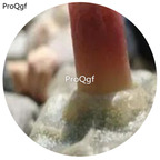 180usd Ngryise 30Pcs A Set conophytum angelicae Rare Seed