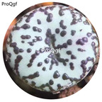 180usd Ngryise 30Pcs A Set Conophytum anzhen Flower Seed