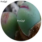 180usd Ngryise 30Pcs A Set Conophytum breve Flower Seed