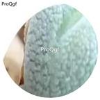 180usd Ngryise 30Pcs A Set Conophytum ernsitt PVB9478 Flower Seed