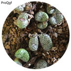 180usd Ngryise 30Pcs A Set Conophytum green potted anzhen Flower Seed