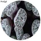 180usd Ngryise 30Pcs A Set Conophytum minimum wittebergense Rare Seed