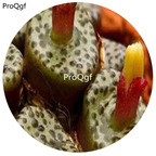 180usd Ngryise 30Pcs A Set Conophytum obcordellum mundum Flower Seed