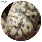 180usd Ngryise 30Pcs A Set Conophytum pellucidum var. neohallii flower seed