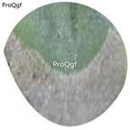 180usd Ngryise 30Pcs A Set Conophytum phoeniceum Flower Seed