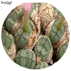 180usd Ngryise 30Pcs A Set Conophytum placitum Rare Nice Seed