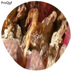 30Pcs A Set Conophytum reconditum Flower Seed