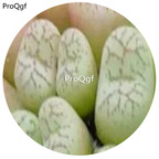 30Pcs A Set Conophytum scitulum Rare Seed