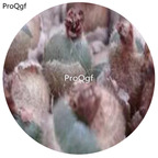 180usd Ngryise 30Pcs A Set Conophytum stephanii ssp. abductum Seed