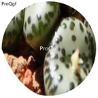 180usd Ngryise 30Pcs A Set Conophytum ursprungianum Flower Seed