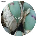 180usd Ngryise 30Pcs A Set Conophytum vanzylii Seed