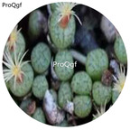 180usd Ngryise 30Pcs A Set Conophytum viridicatum Rare Seed