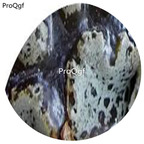 180usd Ngryise 30Pcs A Set DwarfGiantFarm Conophytum pellucidum ssp.terricolor SH.2271 seed