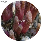 180usd Ngryise 30Pcs A Set DwarfGiantFarm Conophytum reconditum A.R.Mitchell 1984  seed