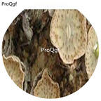 180usd Ngryise 30Pcs A Set DwarfGiantFarm Conophytum wettsteinii seed