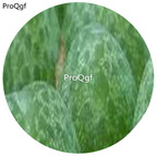 180usd Ngryise 30Pcs A Set Conophytum vanheerdei Flower Seed