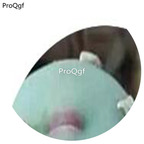 180usd Ngryise 30Pcs A Set Conophytum vanzyllii Pofader Flower Seed