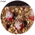 180usd Ngryise 30Pcs A Set red conophytum burgeri flower seed