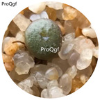 160usd Ngryise 20Pcs A Set Conophytum  chrisolum CR1266 seed