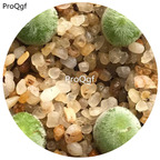160usd Ngryise 20Pcs A Set Conophytum  Muiria Hortenease Seed
