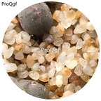 160usd Ngryise 20Pcs A Set Conophytum  regale Ratelpoort Seed