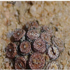 250usd Ngryise 50pcs comptonii Papekuilsfontein seed