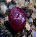 250usd Ngryise 50pcs comptonii R&Y1981 seed