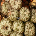 250usd Ngryise 50pcs comptonii R.1746 seed