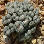 250usd Ngryise 50pcs a set comptonii SB 814 seed