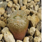 250usd Ngryise 50pcs comptonii SE Nieuwoudtville seed