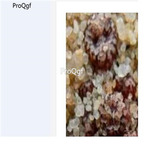 250usd Ngryise 50pcs comptonii SE Vanrhyns Pass seed