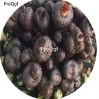 250usd Ngryise comptonii SH.312 85 seed