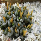 250usd Ngryise 50pcs comptonii ts 489 seed