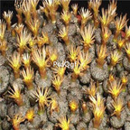 250usd Ngryise 50pcs comptonii TS 499 seed