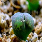 250usd Ngryise 50pcs comptonii v. weberi SH387 seed