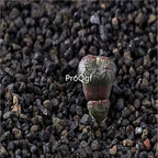 250usd Ngryise 50pcs comptonii Vanrhynspas seed