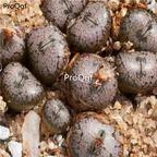 250usd Ngryise 50pcs comptonii  obcordellum seed